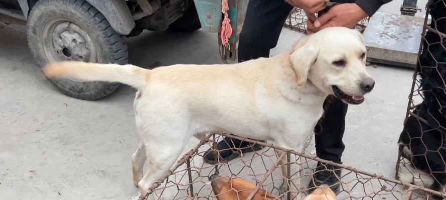 怀孕拉布拉多犬饮食禁忌清单，保障母犬与幼犬健康(图3)