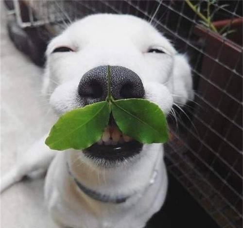 天冷爱犬发冷原因与保暖应对方法(图3)