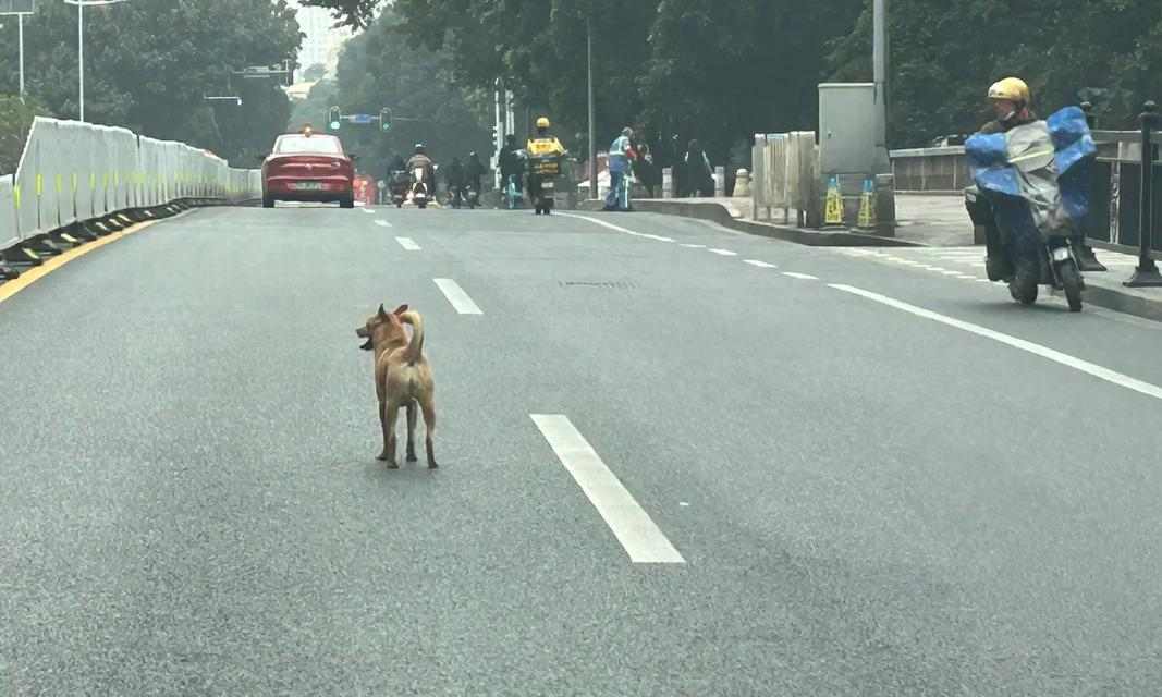 天冷爱犬发冷原因与保暖应对方法 - 悠悠酷狗网