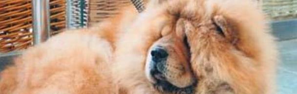 松狮毛发质量不佳成因解析及全方位改善指南(图2)