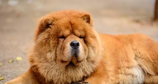 松狮毛发质量不佳成因解析及全方位改善指南(图3)