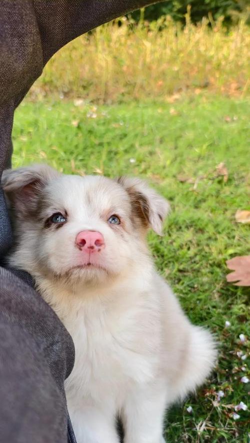 聪明边牧喜好全解析，了解活力犬种的运动与智力需求(图2)