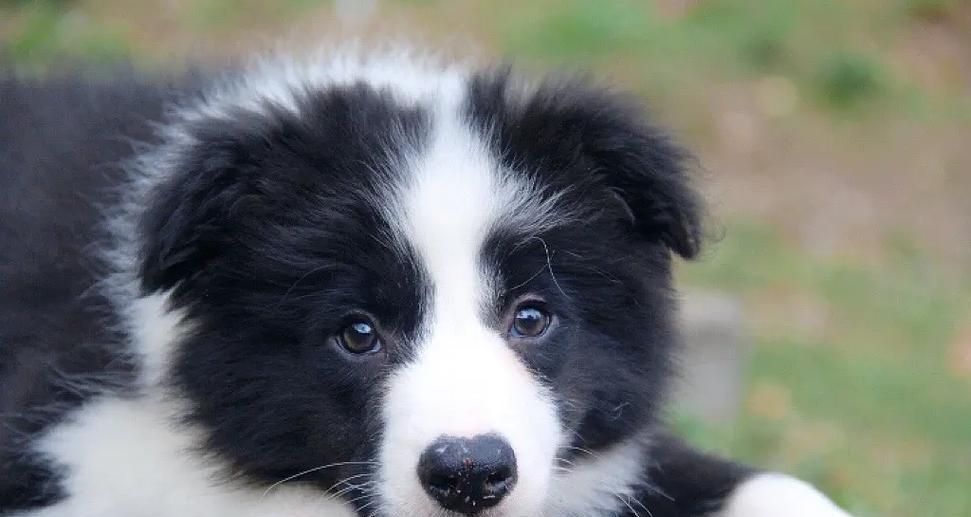 聪明边牧喜好全解析，了解活力犬种的运动与智力需求(图1)