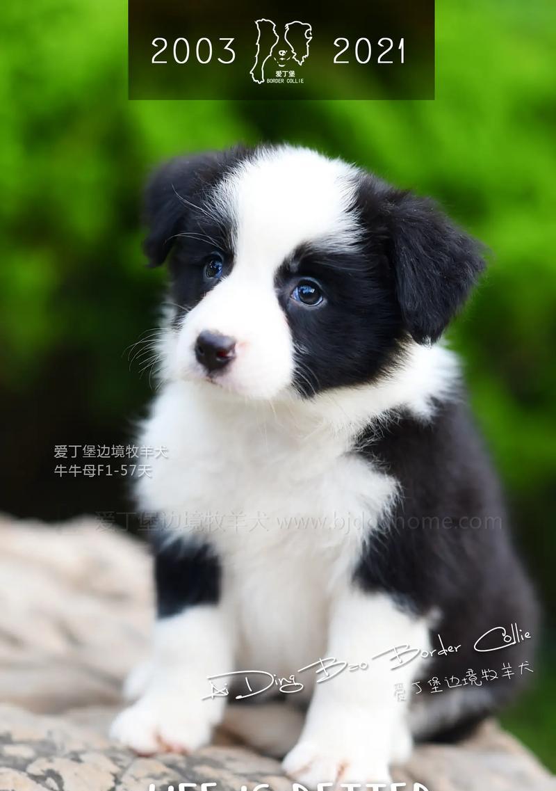 聪明边牧喜好全解析，了解活力犬种的运动与智力需求(图3)