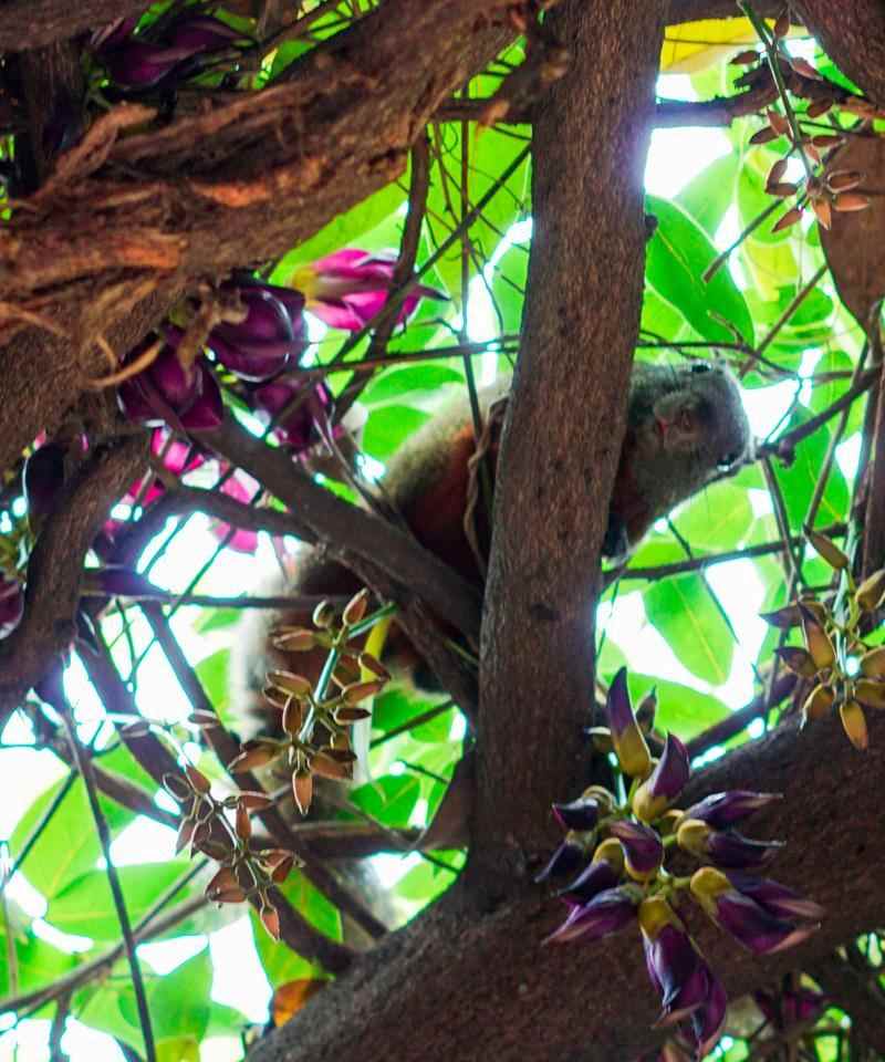 揭秘松鼠夏天散热的独特机制与关键部位(图3)