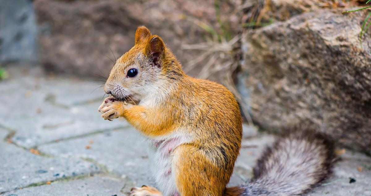 揭秘松鼠夏天散热的独特机制与关键部位(图1)