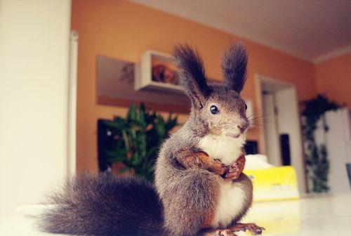 揭秘松鼠夏天散热的独特机制与关键部位(图2)