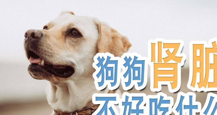 狗狗产后恢复与哺乳期的关键饮食营养指南(图1)