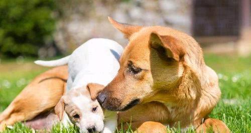 狗狗产后恢复与哺乳期的关键饮食营养指南(图2)