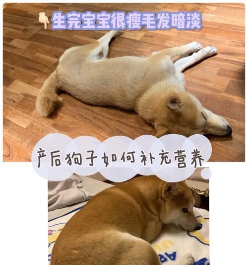 狗狗产后恢复与哺乳期的关键饮食营养指南(图3)