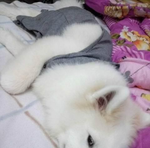 萨摩耶幼犬饮水指南，健康饮水方式与最佳水源选择(图1)