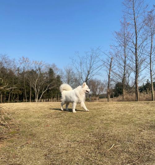 萨摩耶幼犬饮水指南，健康饮水方式与最佳水源选择(图2)