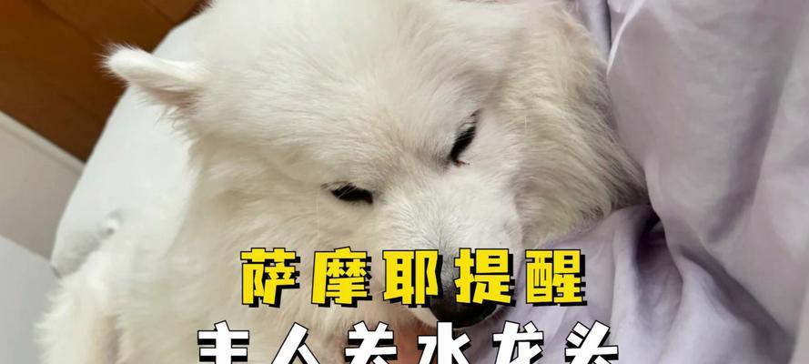萨摩耶幼犬饮水指南，健康饮水方式与最佳水源选择(图3)