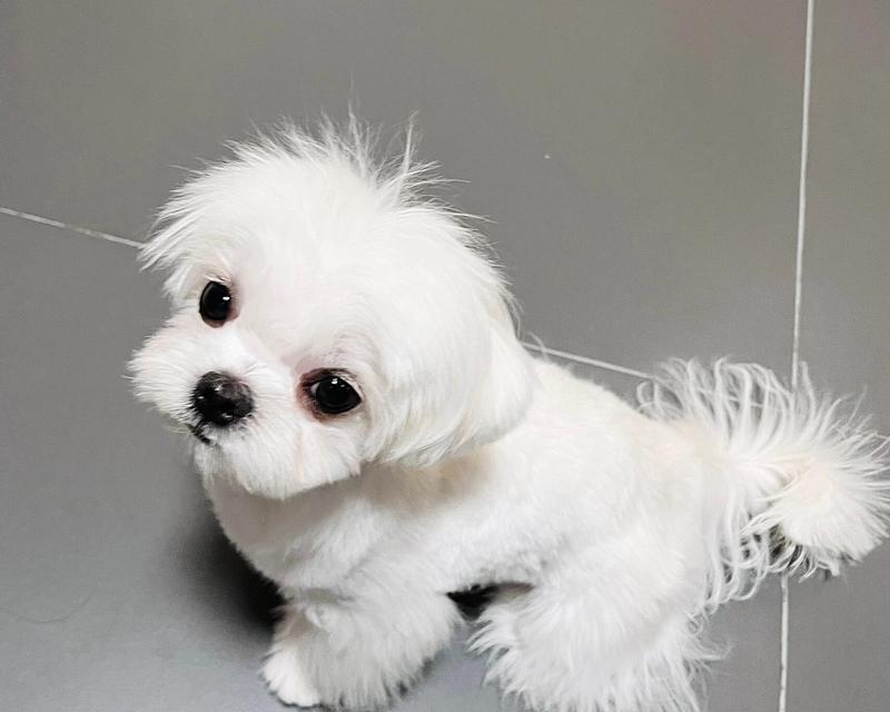 为何养马尔济斯犬的人变少了？深度解析其高饲养门槛(图2)