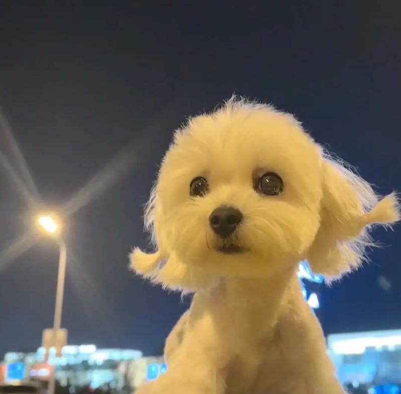 为何养马尔济斯犬的人变少了？深度解析其高饲养门槛(图3)