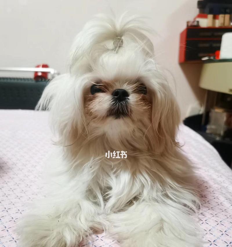 为何养马尔济斯犬的人变少了？深度解析其高饲养门槛(图1)