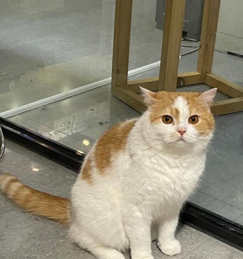 小猫排泄物异味成因分析与家庭除臭解决方案(图3)