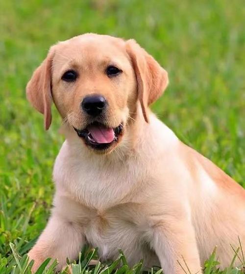 如何挑选适合家庭的完美小型犬伴侣，综合考