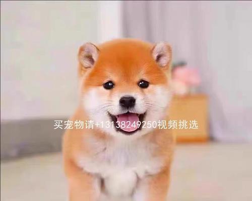 如何挑选适合家庭的完美小型犬伴侣，综合考量全指南(图2)