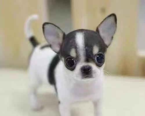 如何挑选适合家庭的完美小型犬伴侣，综合考量全指南(图3)