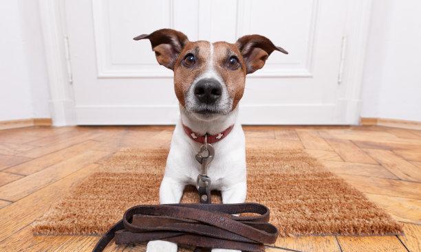 为什么狗狗会抓地板并叫？行为解析与原因探索(图1)