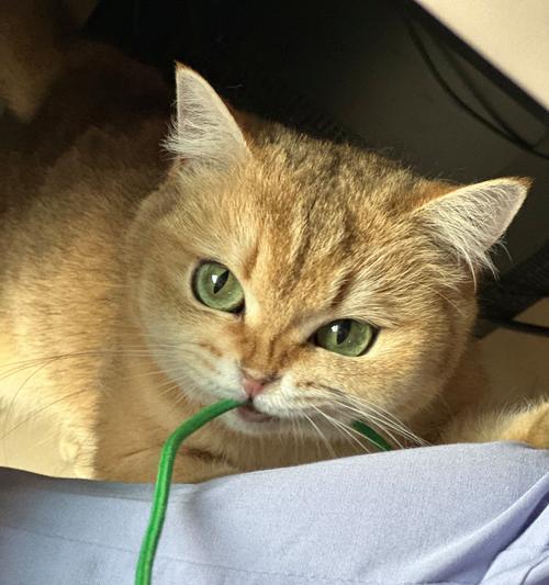 春季科学养狗注意事项与健康护理指南(图3)