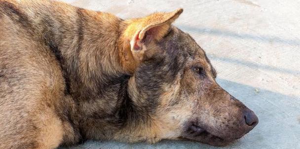 识别狂犬病后期症状，保护宠物与家人安全