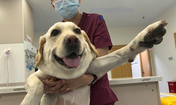 识别狂犬病后期症状，保护宠物与家人安全(图2)