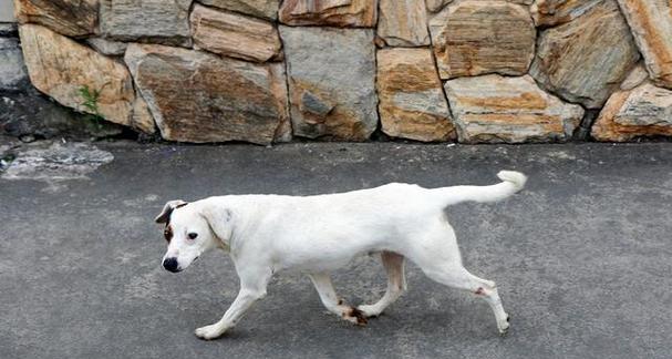 狗狗短尾巴的奥秘：遗传、健康与独特魅力全解析(图2)