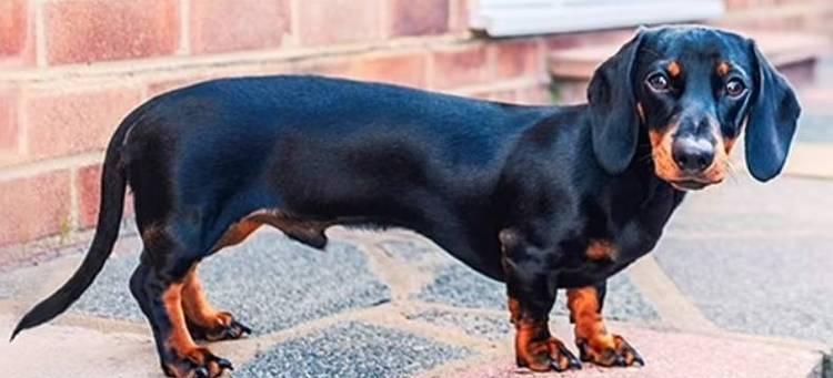 狗狗短尾巴的奥秘：遗传、健康与独特魅力全解析(图3)