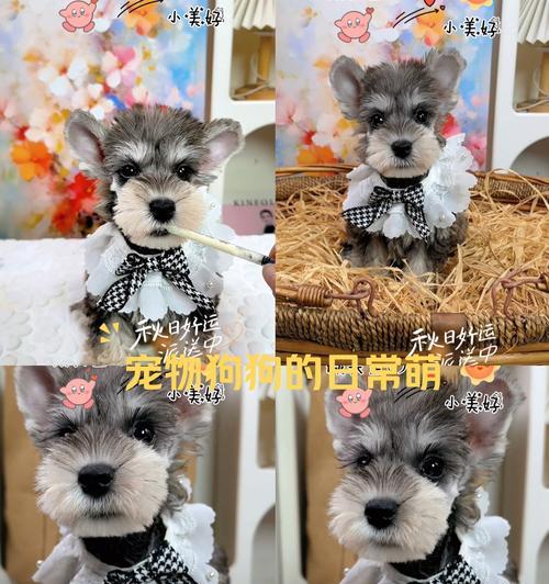 狗狗短尾巴的奥秘：遗传、健康与独特魅力全解析(图1)