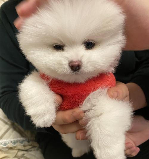 无锡博美的价格与价值分析（探讨无锡博美狗狗在市场上的定价以及其所提供的价值）(图1)