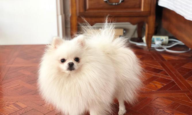 无锡博美的价格与价值分析（探讨无锡博美狗狗在市场上的定价以及其所提供的价值）(图2)