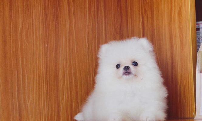 无锡博美的价格与价值分析（探讨无锡博美狗狗在市场上的定价以及其所提供的价值）(图3)