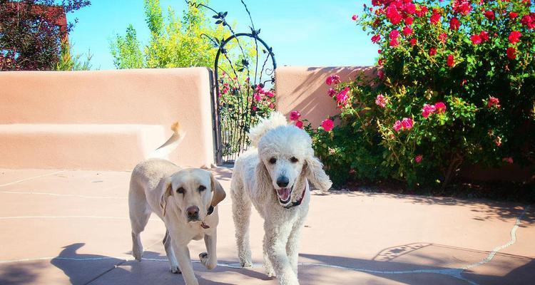 从黑黄色贵宾看狗的毛色变化（黑黄色贵宾的毛发变化及原因分析）(图3)