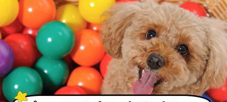 探秘泰迪狗的增肥食谱（为你的泰迪狗提供健康的增重饮食方案）(图3)