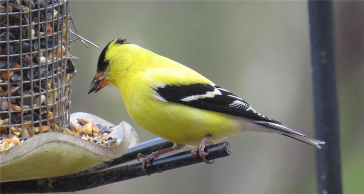 黄雀与苏子的故事（黄雀的聪明与机智）(图1)