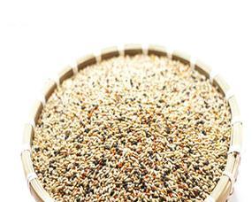 黄雀与苏子的故事（黄雀的聪明与机智）(图2)