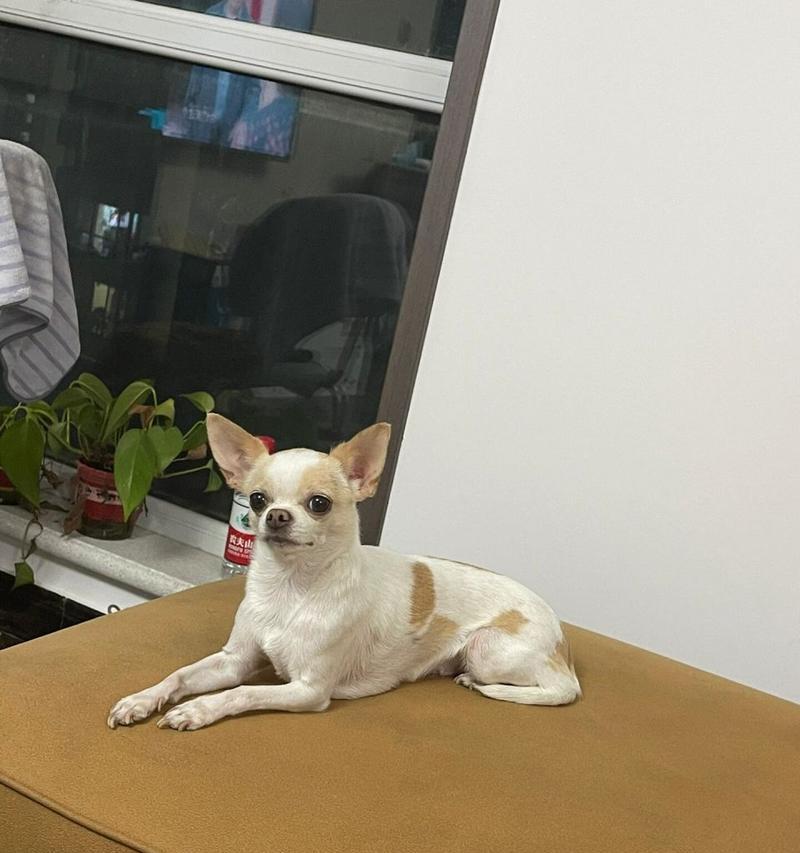 小狗不吃狗粮怎么办？15种营养均衡的替代食物推荐（解决小狗不吃狗粮的麻烦问题，让它们获得健康成长）(图2)