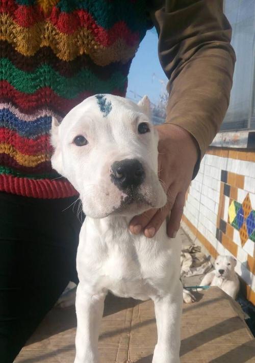 深入了解杜高血统（探寻杜高血统的起源和多样性）(图2)