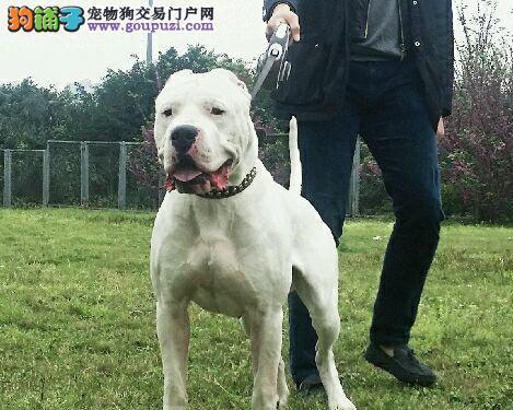 深入了解杜高血统（探寻杜高血统的起源和多样性）(图1)