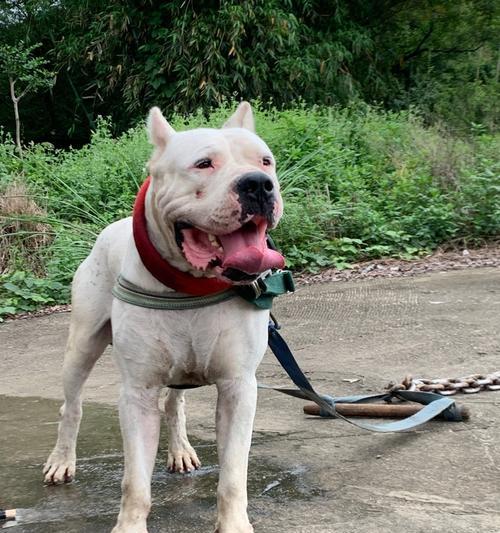 深入了解杜高血统（探寻杜高血统的起源和多样性）(图3)