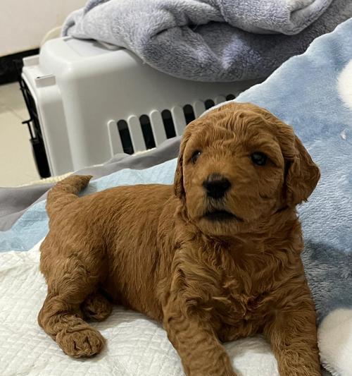 巨大泰迪的魅力（探索超级大泰迪的世界）(图1)