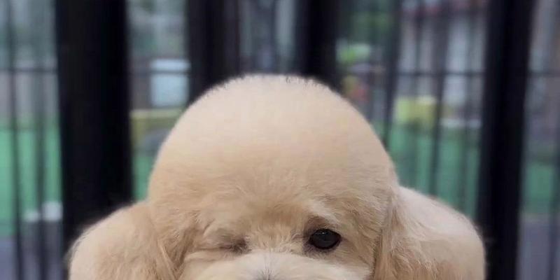 巨大泰迪的魅力（探索超级大泰迪的世界）(图3)