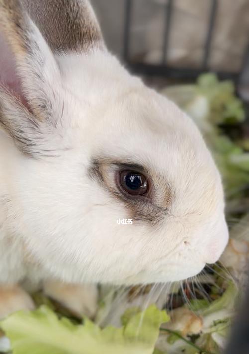 白色兔子眼睛中的神秘之色（探寻白色兔子眼睛中的颜色奥秘）(图1)