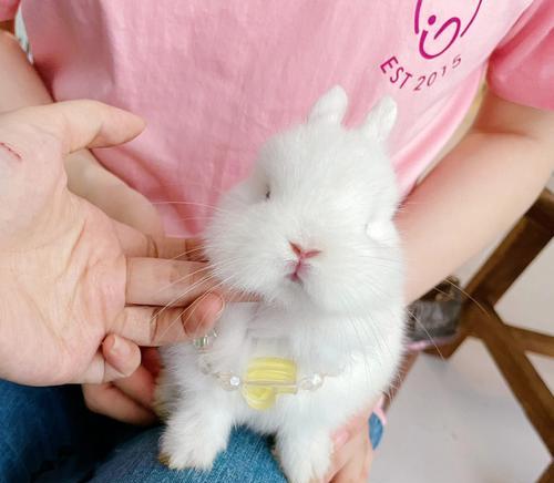 白色兔子眼睛中的神秘之色（探寻白色兔子眼睛中的颜色奥秘）(图3)