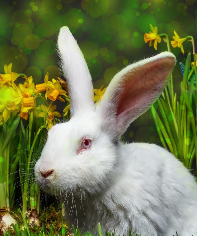 白色兔子眼睛中的神秘之色（探寻白色兔子眼睛中的颜色奥秘）(图2)