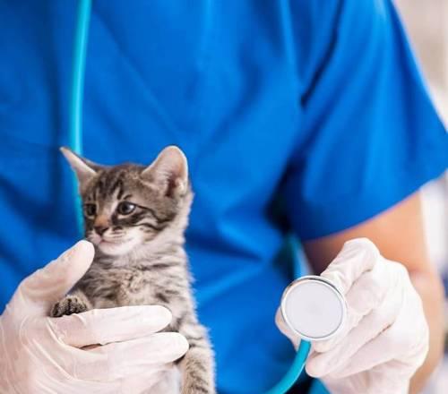 小猫去医院检查的必要性（关心宠物健康，从小猫开始）(图1)