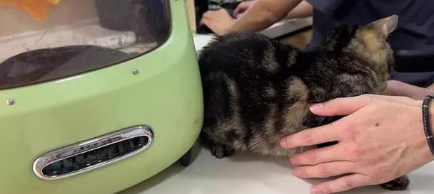 小猫去医院检查的必要性（关心宠物健康，从小猫开始）(图3)