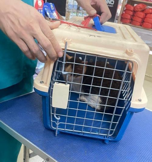 小猫去医院检查的必要性（关心宠物健康，从小猫开始）(图2)